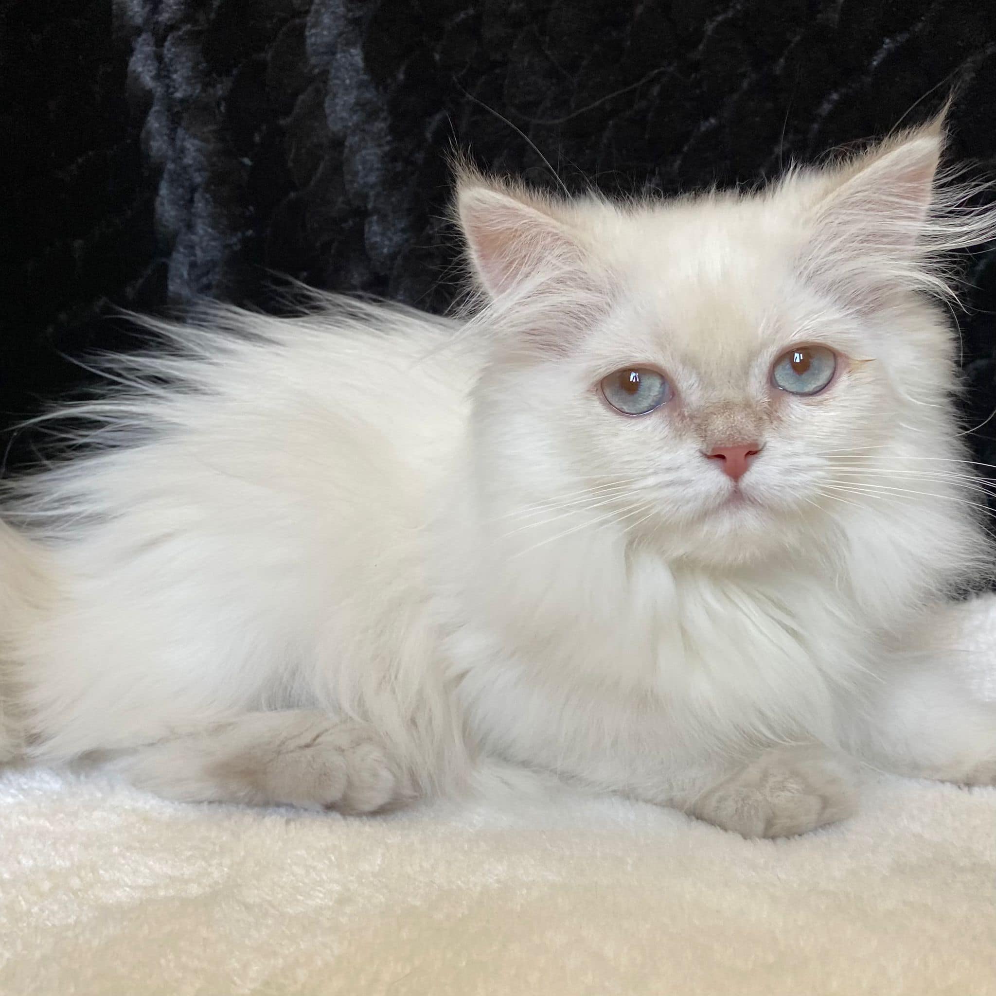 Find your perfect cats at Breed n Breeder in Bangalore